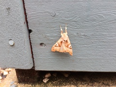 Phlogophora meticulosa