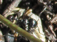 Myrmicaria nigra