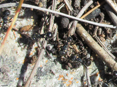 Myrmicaria nigra