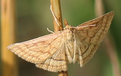 Psammotis pulveralis