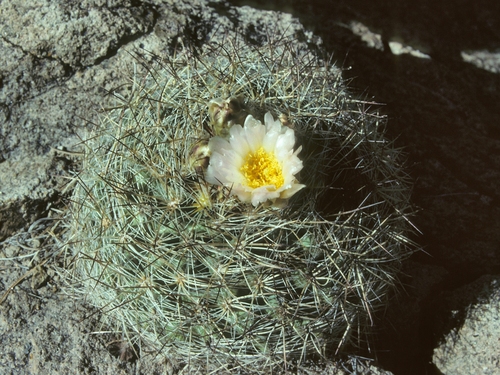 Pediocactus simpsonii