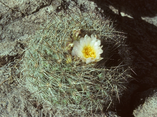 Pediocactus simpsonii