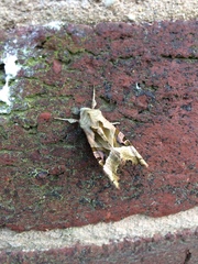 Phlogophora meticulosa