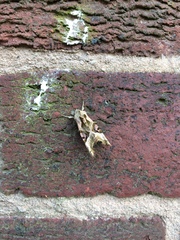 Phlogophora meticulosa