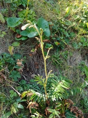 Sanguisorba tenuifolia