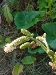Sanguisorba tenuifolia