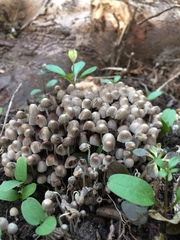 Coprinellus