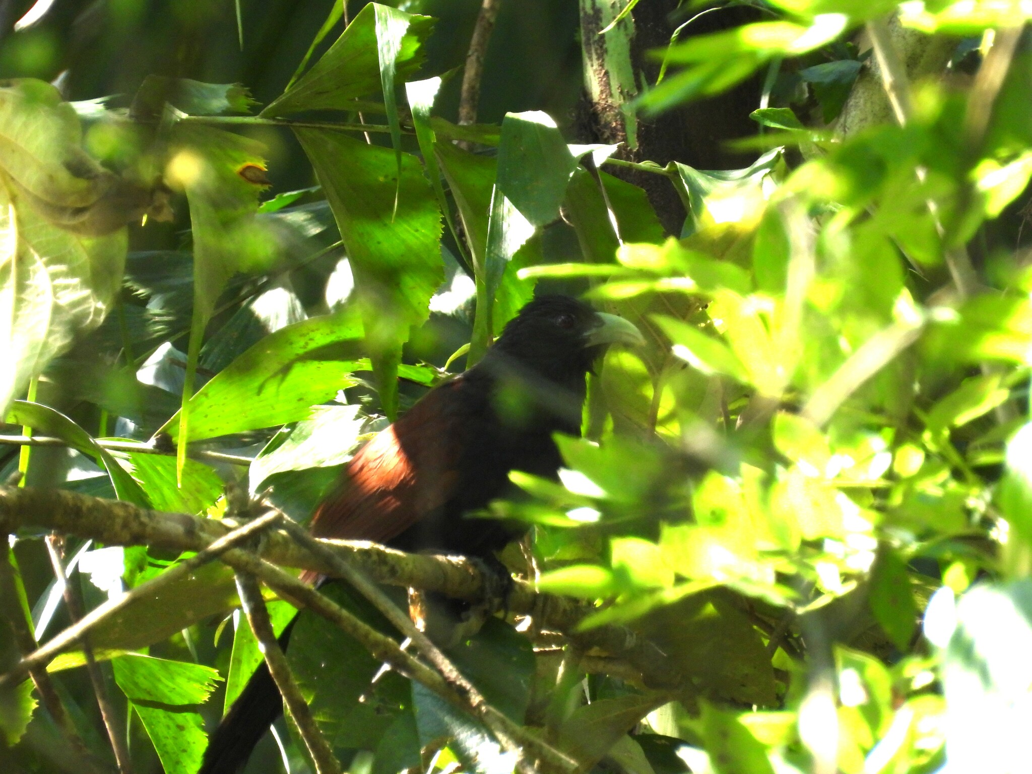 Green-billed Coucal (Centropus chlororhynchos), photo 1