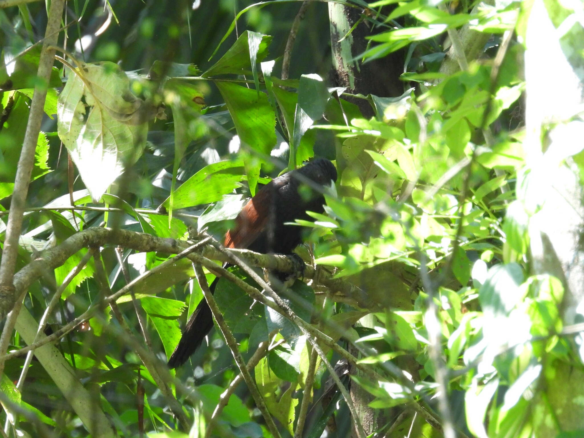 Green-billed Coucal (Centropus chlororhynchos), photo 2