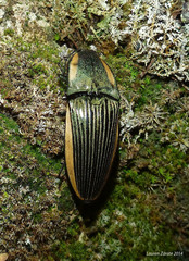Chalcolepidius bomplandii