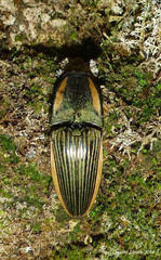 Chalcolepidius bomplandii