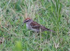 Spizella passerina passerina
