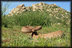 Crotalus ruber