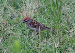 Spizella passerina passerina