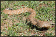 Crotalus ruber