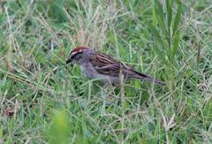 Spizella passerina passerina