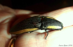 Chalcolepidius bomplandii