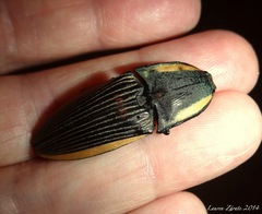 Chalcolepidius bomplandii