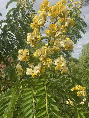 whitebark senna