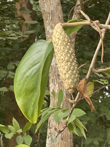 Scindapsus officinalis