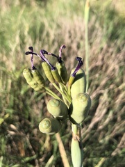 Gelasine elongata