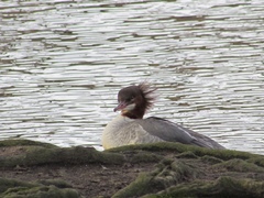 Mergus merganser