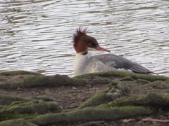 Mergus merganser