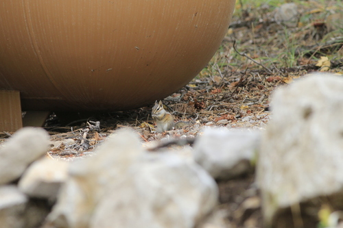 Gray-footed Chipmunk observed by astrobirder