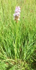 Dactylorhiza maculata