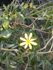 Senecio chrysanthemoides
