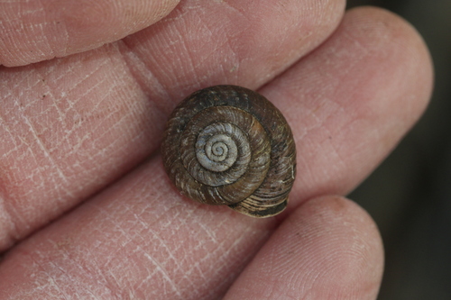 Sierra Blanca Woodlandsnail