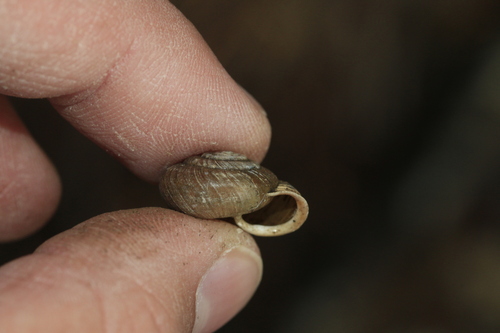 Sierra Blanca Woodlandsnail