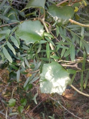 Senecio chrysanthemoides