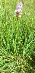 Dactylorhiza maculata