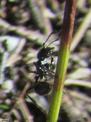 Myrmicaria nigra