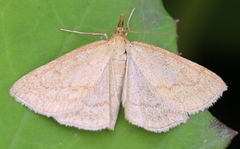 Psammotis pulveralis