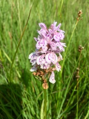 Dactylorhiza maculata