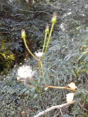 Senecio chrysanthemoides