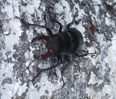 Lucanus cervus