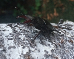 Lucanus cervus