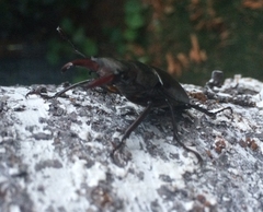 Lucanus cervus