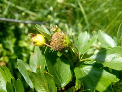 Gymnosporangium clavariiforme