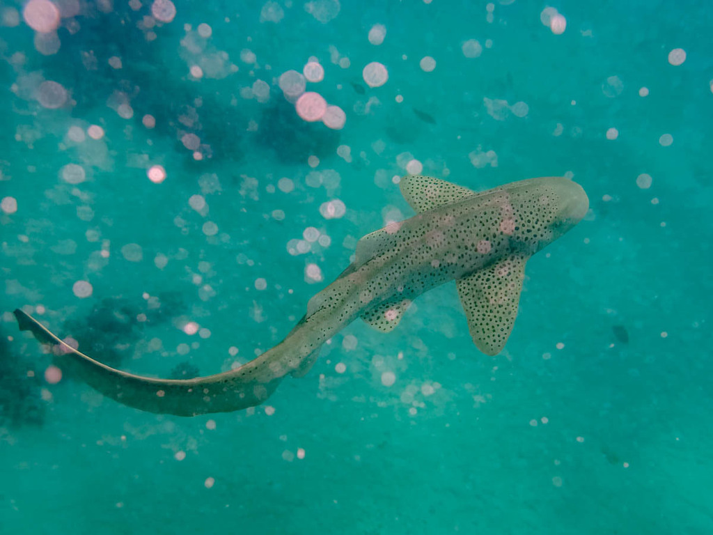 Zebra shark swimming in green water, long tail curving