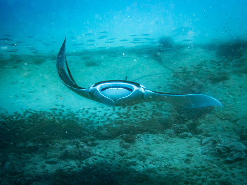 Reef manta ray