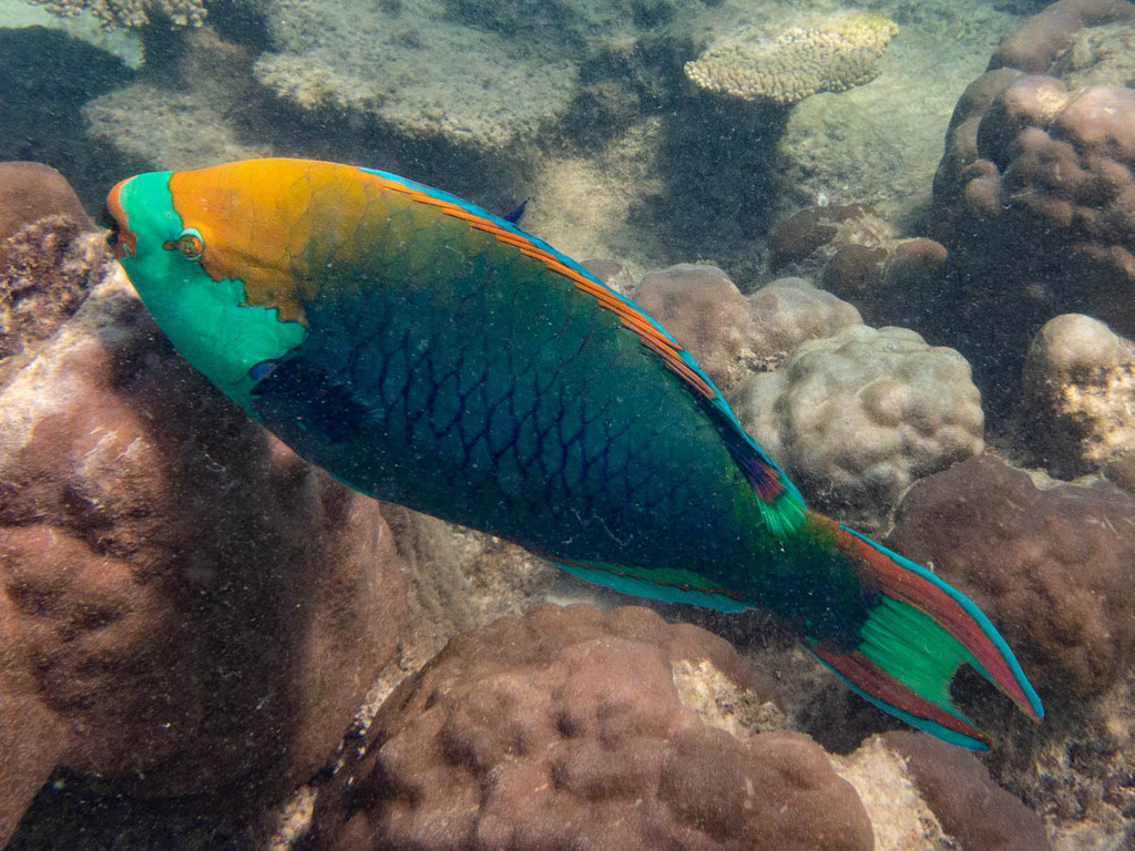Blue-faced Parrotfish