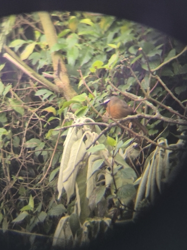 Nilgiri Laughingthrush (Montecincla cachinnans), photo 10