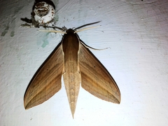Theretra alecto
