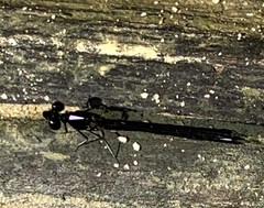 Aristocypha fenestrella