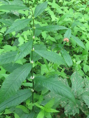 Lycopus charkeviczii