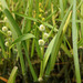 Unbranched Bur-Reed - Photo (c) Sergey Mayorov, some rights reserved (CC BY-NC), uploaded by Sergey Mayorov